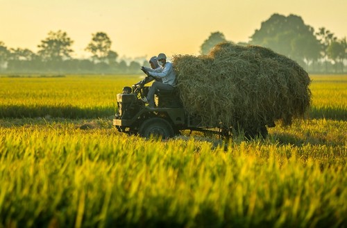 Đồng Quang - Quốc Oai: Vùng Quê Thuần Nông, Hướng Tới Mục Tiêu Nông Thôn Mới