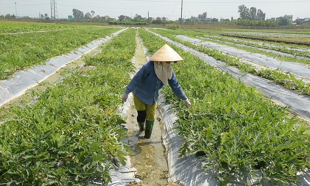 Hợp Thanh - Mỹ Đức: Vùng Quê Ven Sông Đáy, Giàu Truyền Thống Cách Mạng