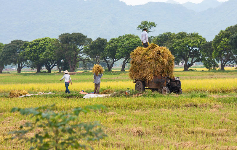 Lê Thanh - Mỹ Đức: Vùng Quê Chiêm Trũng, Phát Triển Nông Nghiệp Bền Vững