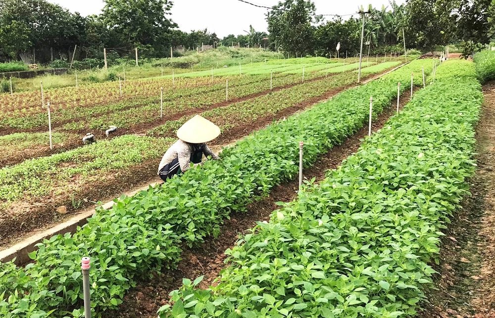 Tân Minh - Thường Tín: Vùng Quê Thuần Nông, Hướng Tới Phát Triển Bền Vững